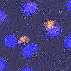 Human/Mouse Beclin 1 Antibody, R D Systems 100&mu;g; Unlabeled:Anticuerpos