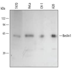 Human/Mouse Beclin 1 Antibody, R D Systems 100&mu;g; Unlabeled:Anticuerpos