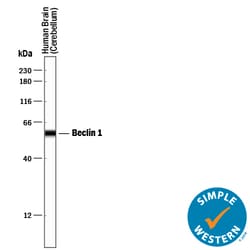 Human/Mouse/Rat Beclin 1 Antibody, R D Systems 25&mu;g; Unlabeled:Antibodies,