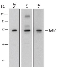 Human/Mouse/Rat Beclin 1 Antibody, R D Systems 25&mu;g; Unlabeled:Antibodies,