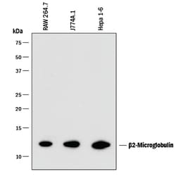 Mouse beta 2-Microglobulin Antibody, R D Systems 100ug; Unlabeled:Antibodies,