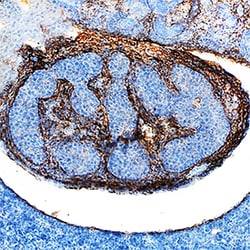 Mouse beta IG-H3 Antibody, R D Systems 100&mu;g; Unlabeled:Antibodies,