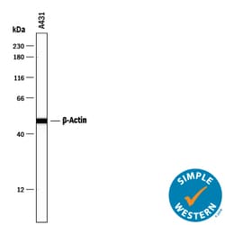 beta-Actin Mouse anti-Human, Mouse, Rat, Clone: 937215, R D Systems 25&mu;g;