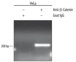 Human/Mouse/Rat beta-Catenin Antibody, R D Systems 25&mu;g; Unlabeled:Antibodies,