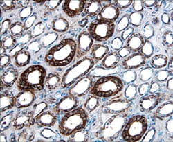 Human/Mouse/Rat beta-Catenin Antibody, R D Systems 25&mu;g; Unlabeled:Antibodies,