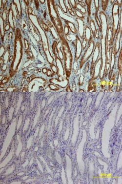 Human/Mouse/Rat beta-Catenin Antibody, R D Systems 25&mu;g; Unlabeled:Antibodies,