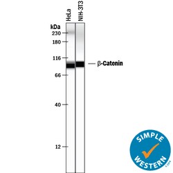 Human/Mouse/Rat beta-Catenin Antibody, R D Systems 25&mu;g; Unlabeled:Antibodies,