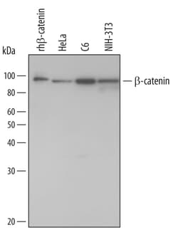 Human/Mouse/Rat beta-Catenin Antibody, R D Systems 25&mu;g; Unlabeled:Antibodies,