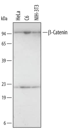 Human/Mouse/Rat beta-Catenin Antibody, R D Systems 25&mu;g; Unlabeled:Antibodies,
