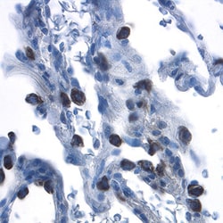 Human beta-Defensin 4/2 Antibody, R D Systems 25&mu;g; Unlabeled:Antibodies,