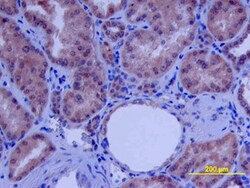 Human beta-Defensin 4/2 Antibody, R D Systems 25&mu;g; Unlabeled:Antibodies,