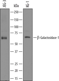 Human beta-Galactosidase-1/GLB1 Antibody, R D Systems 25&mu;g; Unlabeled:Antibodies,