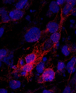 Human beta-I Tubulin Antibody, R D Systems 25&mu;g; Unlabeled:Antibodies,