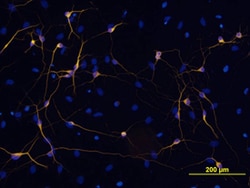 Neuron-specific beta-III Tubulin Biotinylated Antibody, R D Systems 100ug;