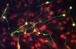 Neuron-specific beta-III Tubulin Antibody, R D Systems 100ug; Unlabeled:Antibodies,