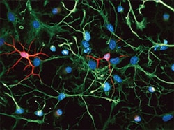 Neuron-specific beta-III Tubulin Antibody, R D Systems 100ug; Unlabeled:Antibodies,