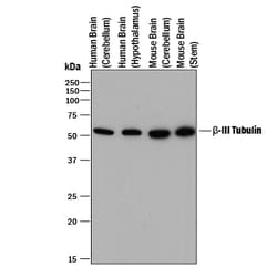 Neuron-specific beta-III Tubulin Antibody, R&D Systems™