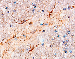 Human beta-NGF Antibody, R D Systems 100&mu;g; Unlabeled:Antibodies, Polyclonal