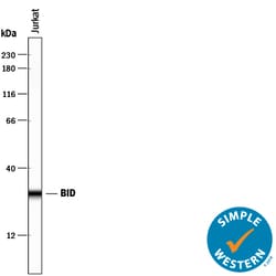Human/Mouse BID Antibody, R D Systems 100&mu;g; Unlabeled:Antibodies, Polyclonal