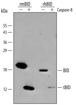 Human/Mouse BID Antibody, R D Systems 100ug; Unlabeled:Antibodies, Monoclonal