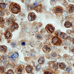 Human BIM Long (BIM L) Antibody, R D Systems 25&mu;g; Unlabeled:Antibodies,