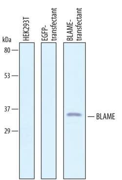Human BLAME/SLAMF8 Antibody, R D Systems 100&mu;g; Unlabeled:Antibodies,