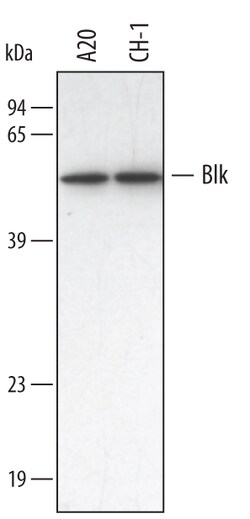 Human/Mouse/Rat Blk Antibody, R D Systems 100&mu;g; Unlabeled:Antibodies,