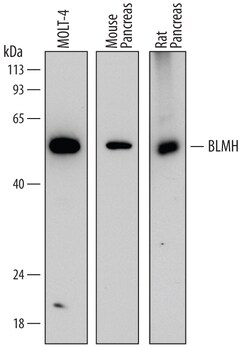 Human BLMH/Bleomycin Hydrolase Antibody, R D Systems 100ug; Unlabeled:Antibodies,
