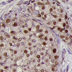 Human BMI-1 Antibody, R D Systems 25&mu;g; Unlabeled:Antibodies, Monoclonal