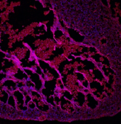 Mouse BMP-10 Antibody, R D Systems 100ug; Unlabeled:Antibodies, Monoclonal