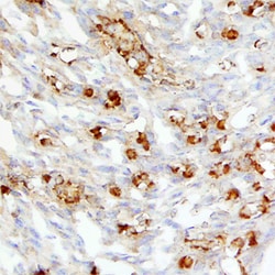 Mouse BMP-10 Antibody, R D Systems 100ug; Unlabeled:Antibodies, Monoclonal