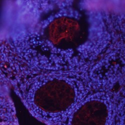 BMP-15/GDF-9B Rat anti-Human, Clone: 317809, R D Systems 25&mu;g; Unlabeled,