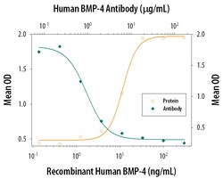 Human BMP-4 Antibody, R D Systems 25&mu;g; Unlabeled:Antibodies, Polyclonal