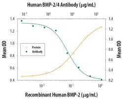 Human BMP-2/BMP-4 Antibody, R D Systems 500&mu;g; Unlabeled:Antibodies,