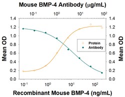 Mouse BMP-4 Antibody, R D Systems:Antibodies:Primary Antibodies
