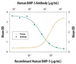 Human BMP-5 Antibody, R D Systems 25&mu;g; Unlabeled:Antibodies, Polyclonal
