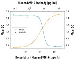 Human BMP-5 Antibody, R D Systems 25&mu;g; Unlabeled:Antibodies, Monoclonal