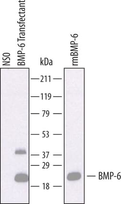 Mouse BMP-6 Antibody, R D Systems 25&mu;g; Unlabeled:Antibodies, Polyclonal