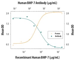 Human BMP-7 Antibody, R D Systems 100&mu;g; Unlabeled:Antibodies, Monoclonal