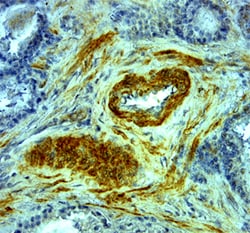 Human BMP-7 Antibody, R D Systems 100&mu;g; Unlabeled:Antibodies, Monoclonal