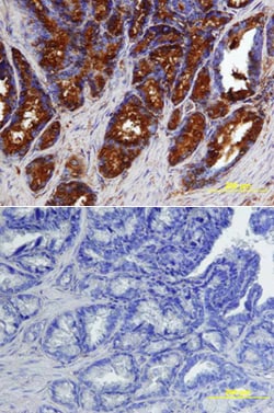 Human BMP-7 Antibody, R D Systems 100&mu;g; Unlabeled:Antibodies, Monoclonal