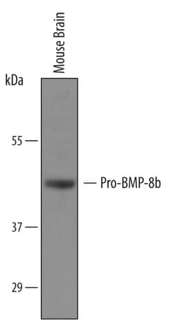 Human/Mouse BMP-8b Antibody, R D Systems 25&mu;g; Unlabeled:Antibodies,