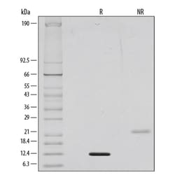 R&D Systems&trade;&nbsp;Recombinant Human BMP-9 Protein