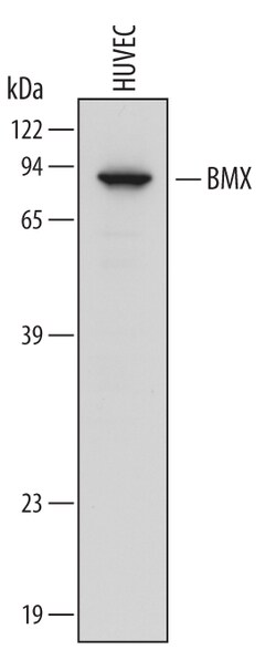 Human BMX Antibody, R D Systems 100&mu;g; Unlabeled:Antibodies, Polyclonal