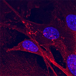 Human/Mouse/Rat BNIP3L Antibody, R D Systems 25&mu;g; Unlabeled:Antibodies,