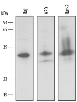 Human/Mouse/Rat BNIP3L Antibody, R D Systems 25&mu;g; Unlabeled:Antibodies,