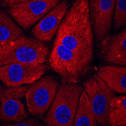 Human Pro-BNP Antibody, R D Systems 100ug; Unlabeled:Anticorps, Monoclonal