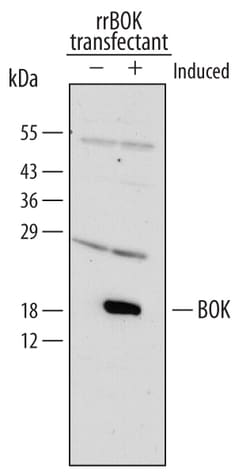 Rat BOK Antibody, R D Systems 80&mu;g; Unlabeled:Antibodies, Polyclonal