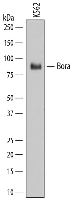 Human Bora Antibody, R D Systems 25&mu;g; Unlabeled:Antibodies, Monoclonal