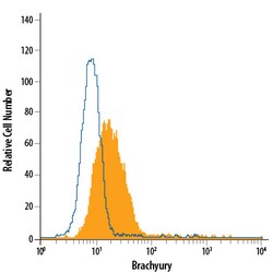 Human/Mouse Brachyury PE-conjugated Antibody, R D Systems 100 Tests; PE:Antibodies,